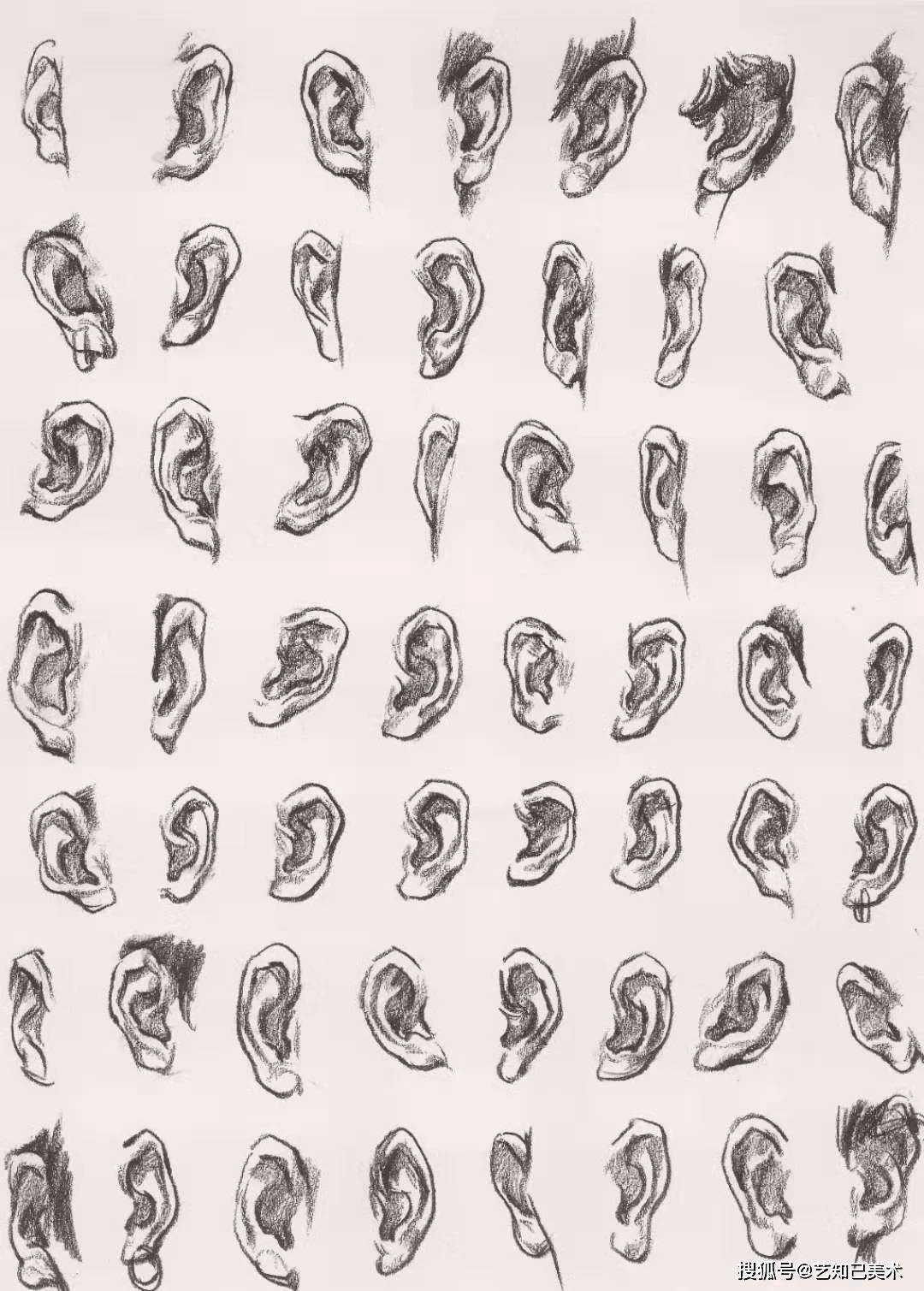 耳部素描素材:耳朵也是有特征的,外轮廓线一定要注意,每个模特的耳朵