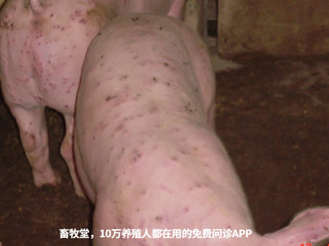 药物表现敏感,福尔马林溶液,碘溶液,石炭酸溶液就可以将猪痘病毒杀死