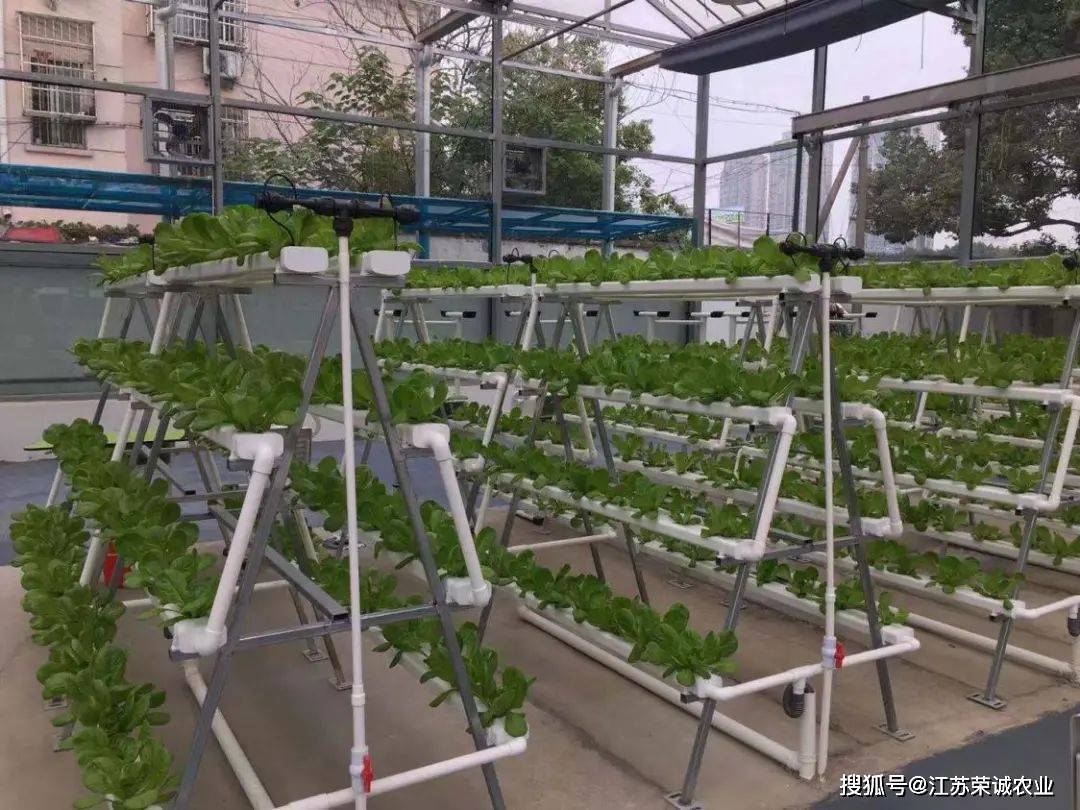 立体无土栽培设备,把菜种到"天上"去!_蔬菜