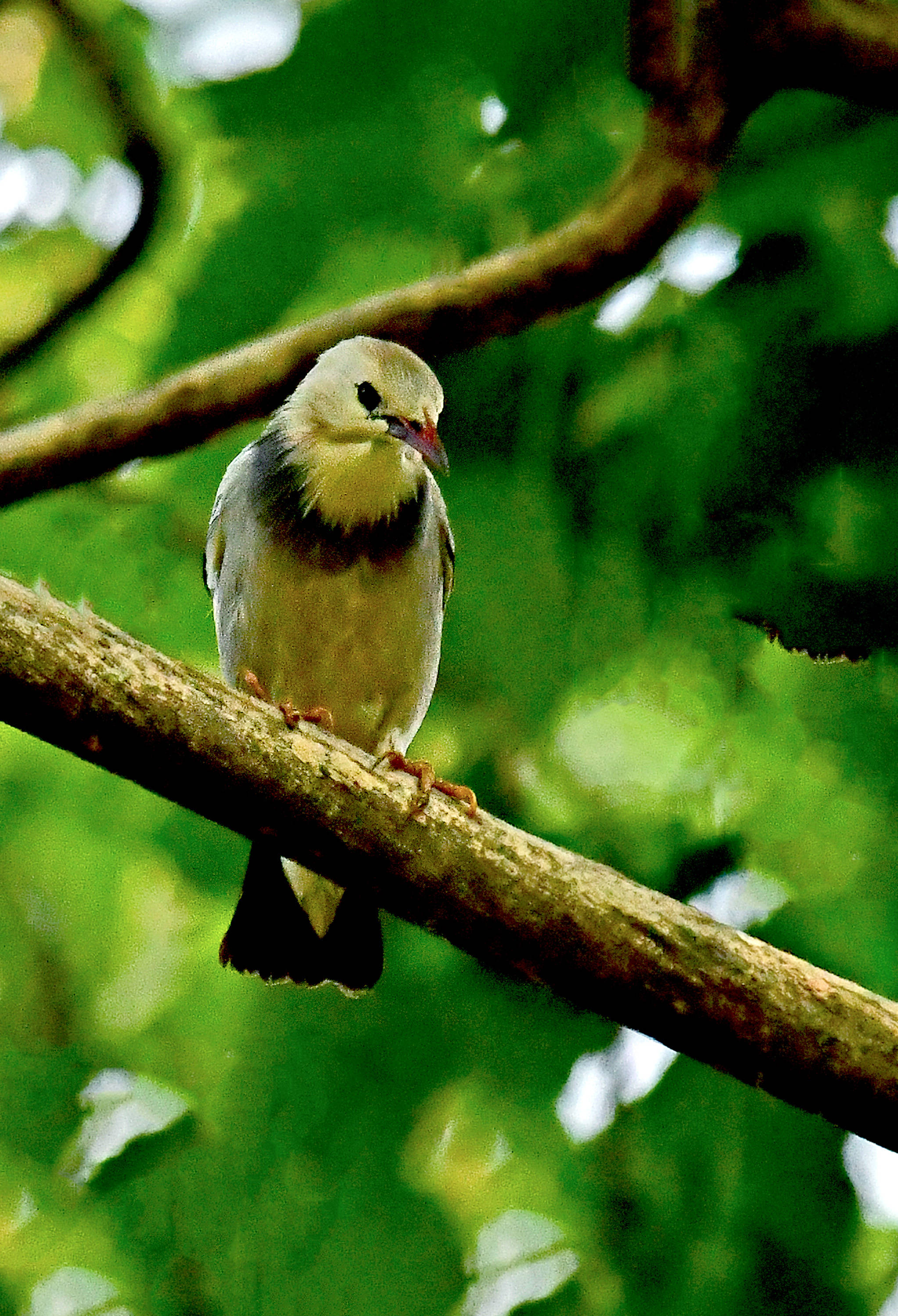 农林害虫的天敌——丝光椋鸟(上)