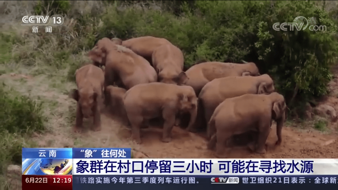 结合云南一路向北迁徙的亚洲大象,说人,说动物