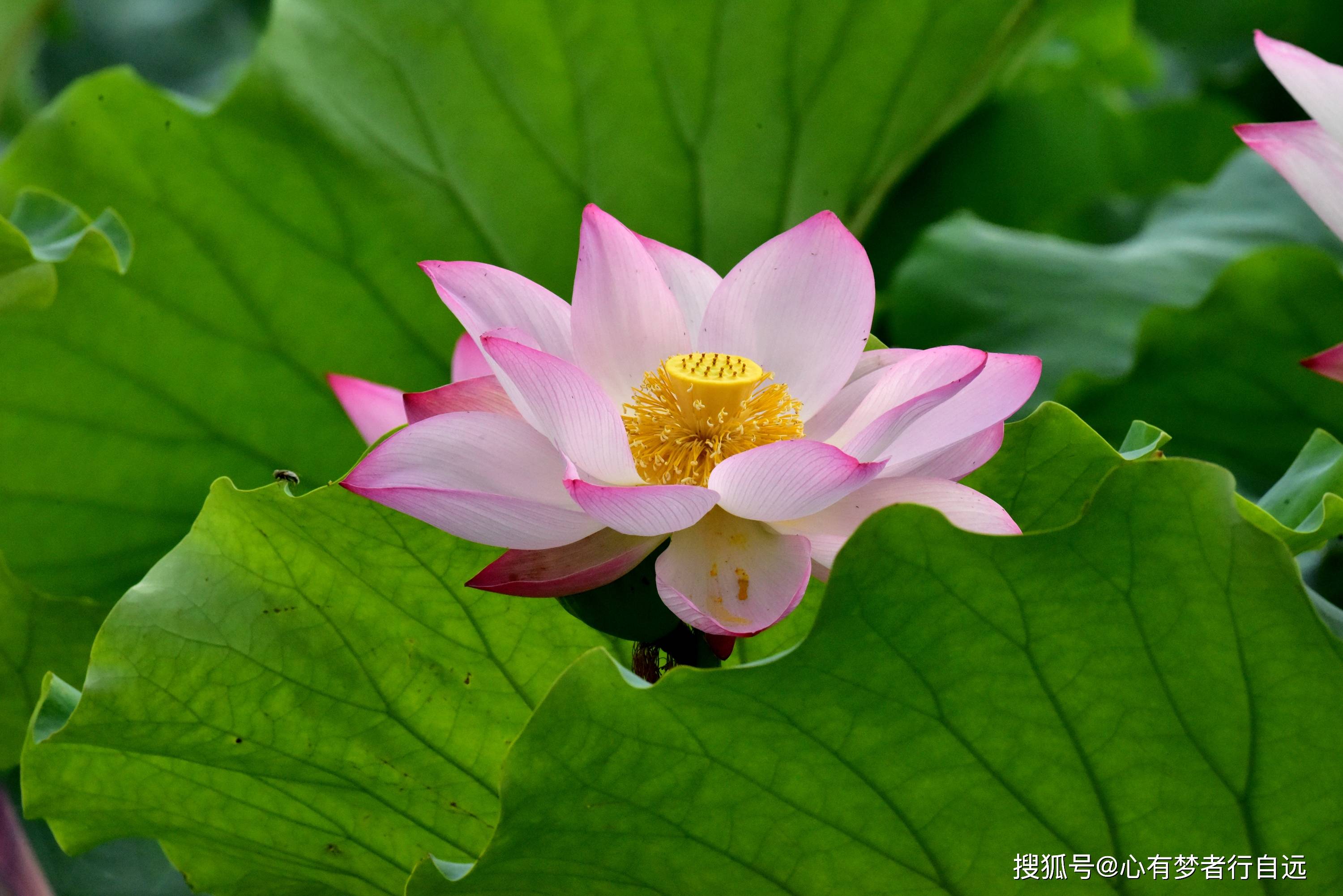 荷花飘香惊艳了当夏美醉了时光