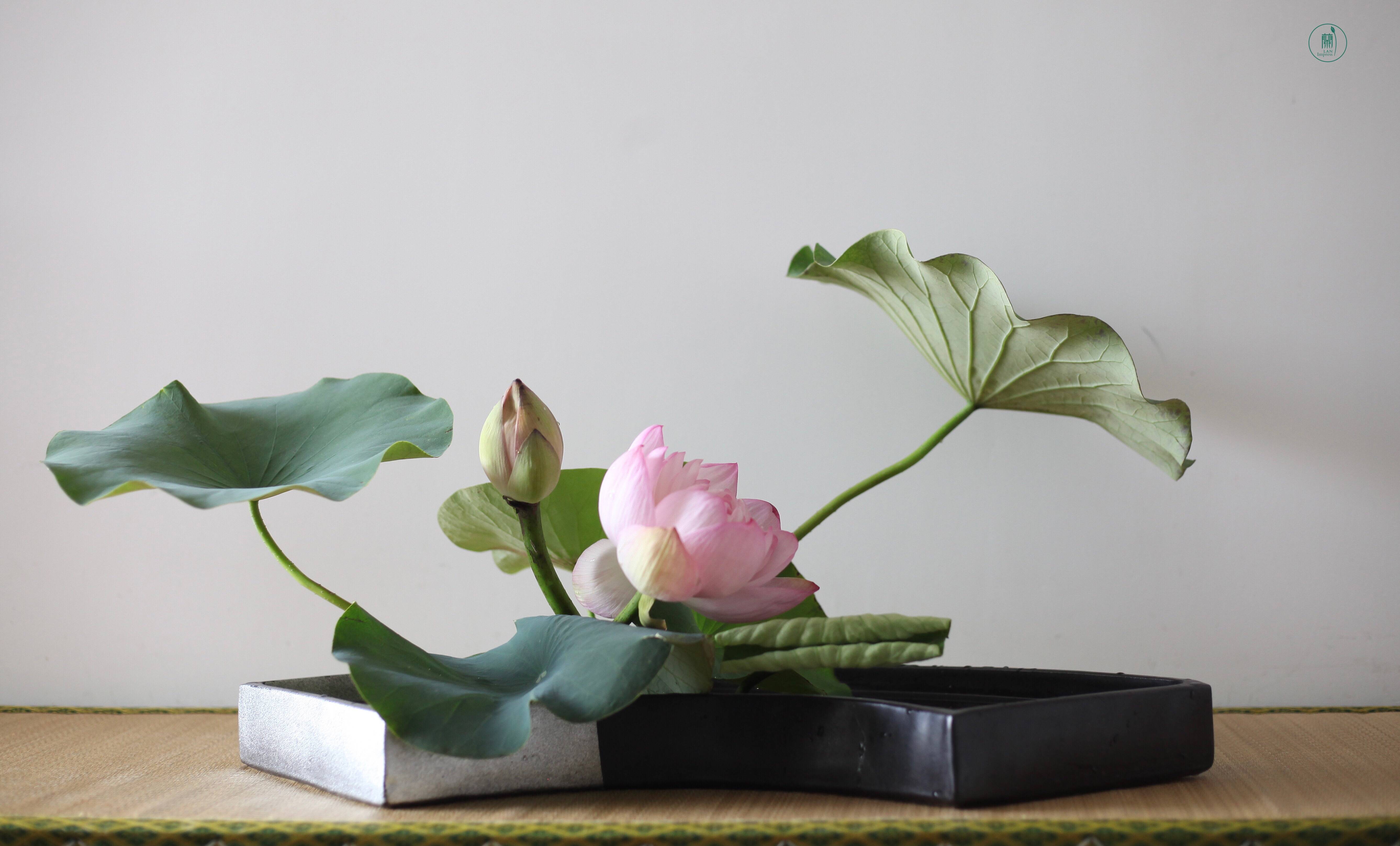 小原流花道兰印象教室|夏日之美_荷花