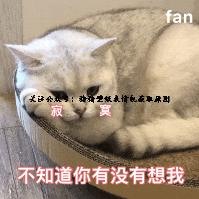可爱的小动物表情包 柴犬表情包 猫猫表情包 网络