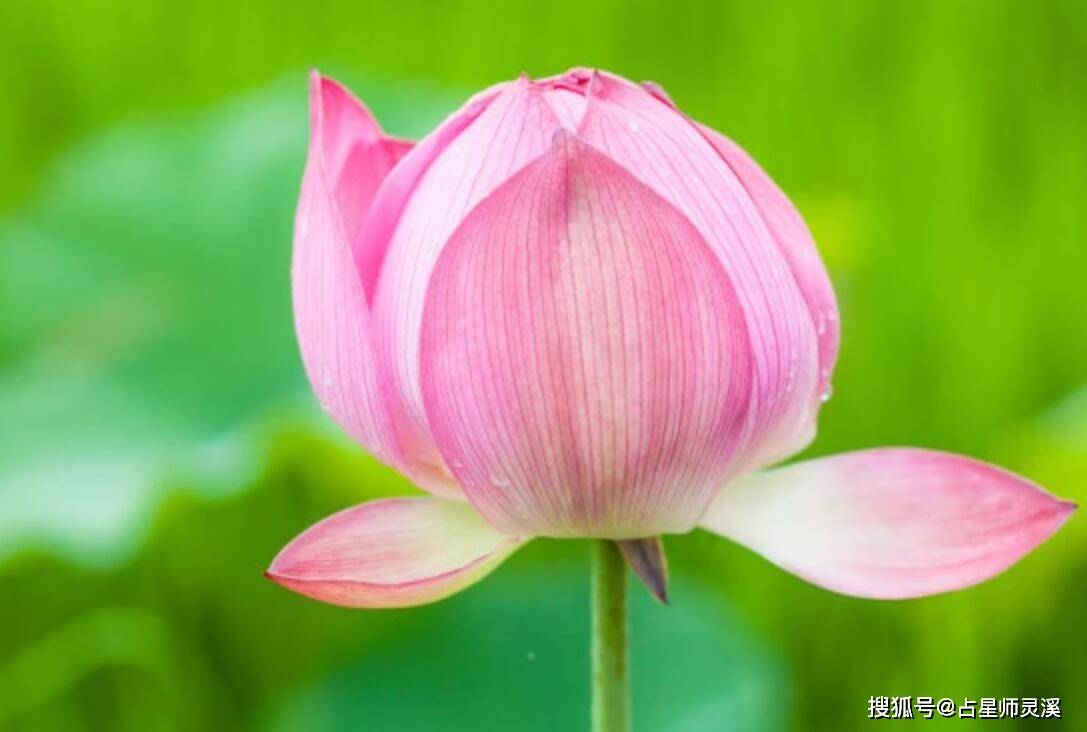 7月10日开始会天随人愿 哪些星座会开启幸福生活 微头条