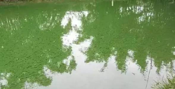 三,裸藻水华倒藻后的处置依倒藻程度不同,可划分三期