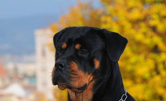 因为|饲养罗威纳犬的人极少，原来是这五个原因！