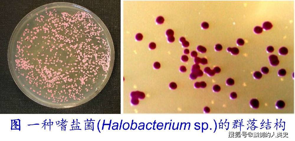 古细菌小红图片