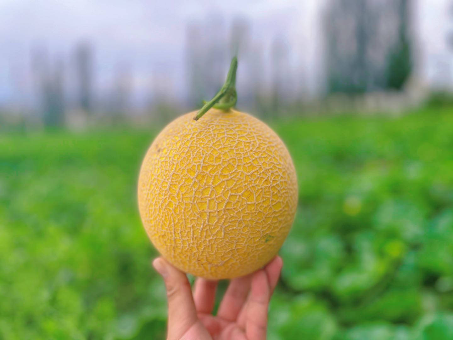 好吃的至爱蜜瓜上市啦1200小时冰火两重天才换来如今的甜蜜