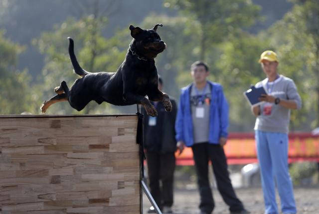 因为|饲养罗威纳犬的人极少，原来是这五个原因！