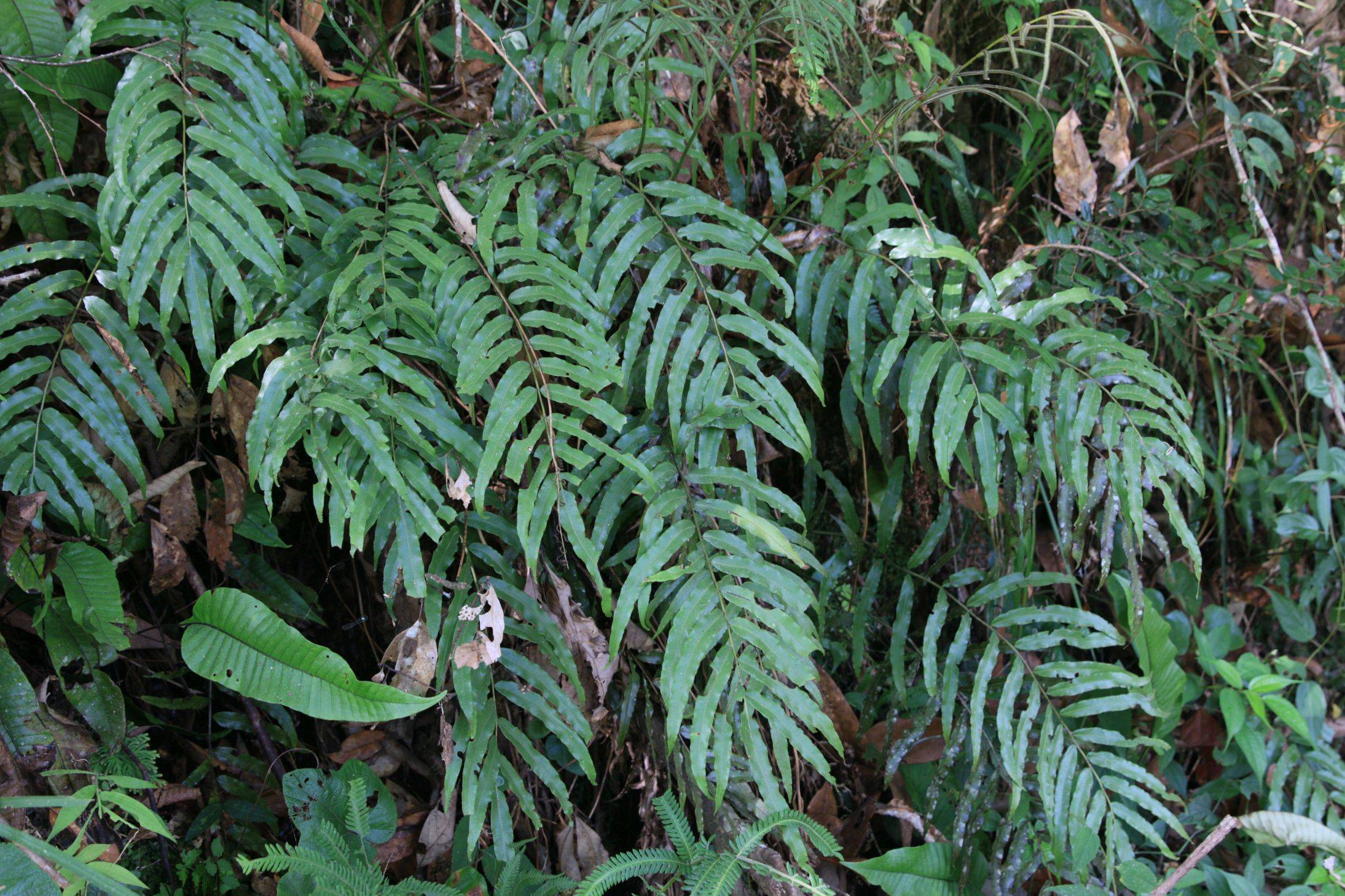 庆元植物1416-瘤足蕨科-瘤足蕨属-华中瘤足蕨