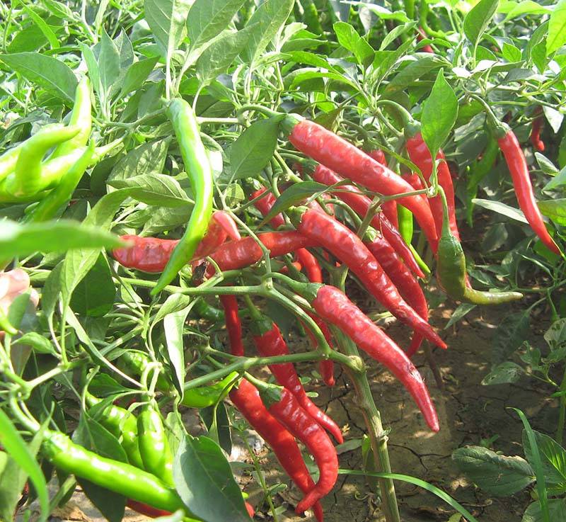 红丰九号辣椒种子