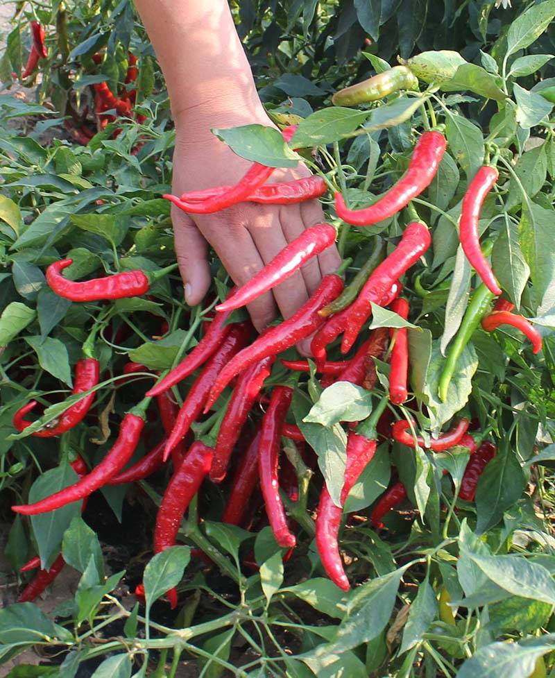 红丰九号辣椒种子