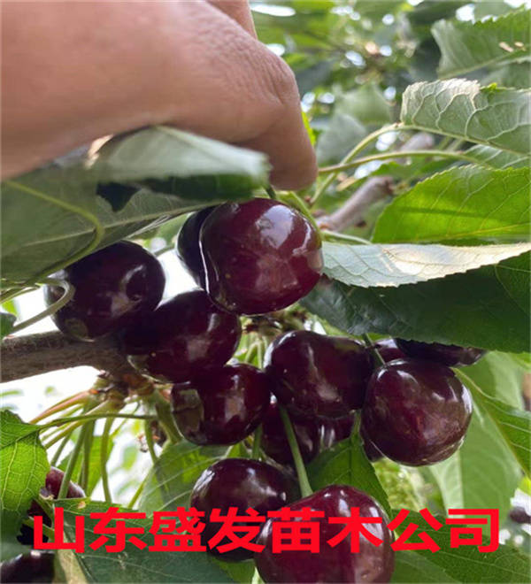 加拿大巨人樱桃苗介绍萨米托科迪亚的完美结合体