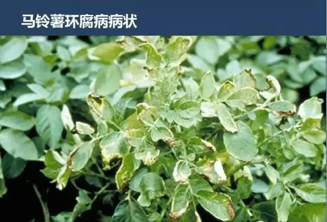 马铃薯病害图谱和防治方案一起送给你无论种植户还是农资商收藏吧