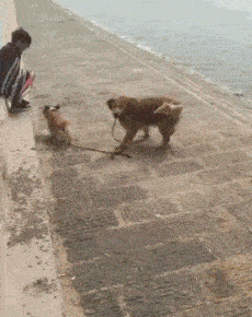 太阳|搞笑GIF趣图，奶奶带大的孩子，水平就是高！