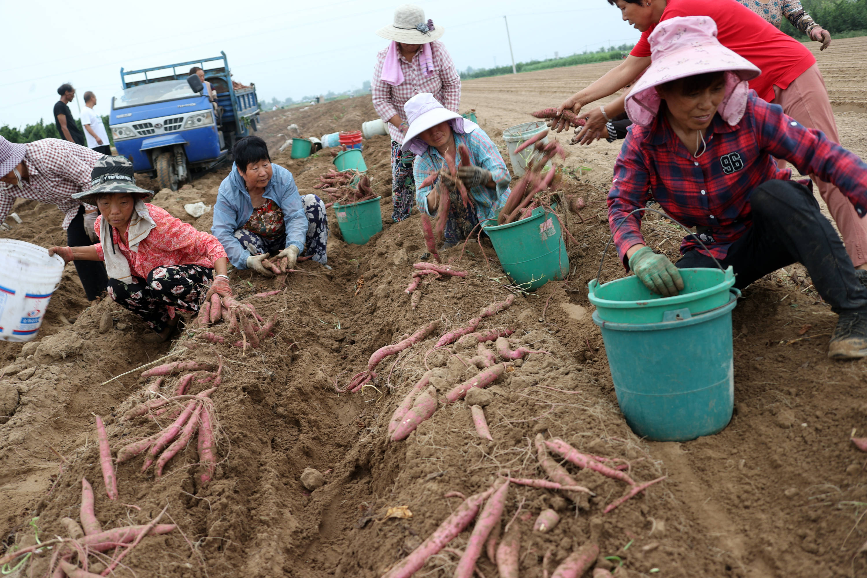 陕西大荔韦林"甘绵甜"的红薯开收上市啦