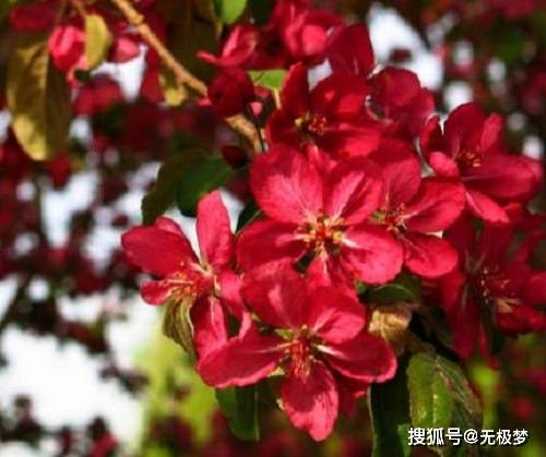 北美海棠之绚丽海棠 王族海棠 红宝石海棠 凯尔丝海棠 果实