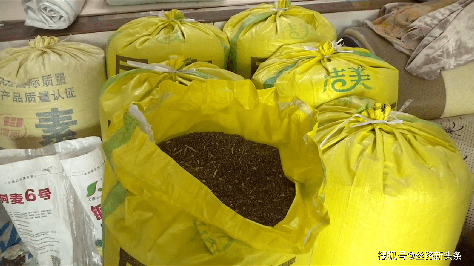 黑小麦落户彬州记