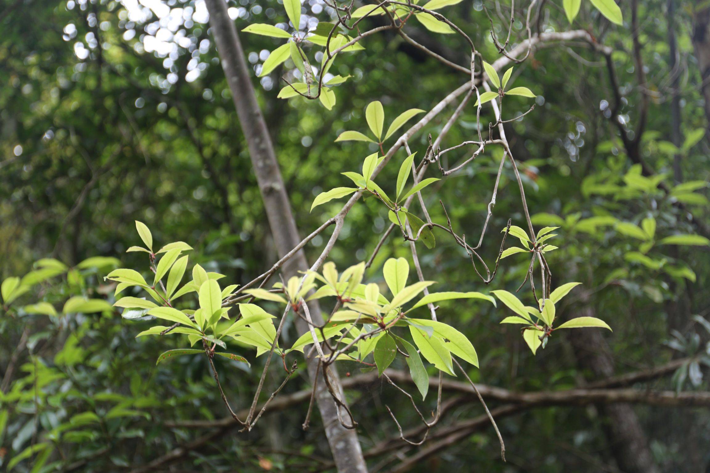 庆元植物1419-杜鹃花科-杜鹃花属-秃房杜鹃(弯蒴杜鹃之变种)
