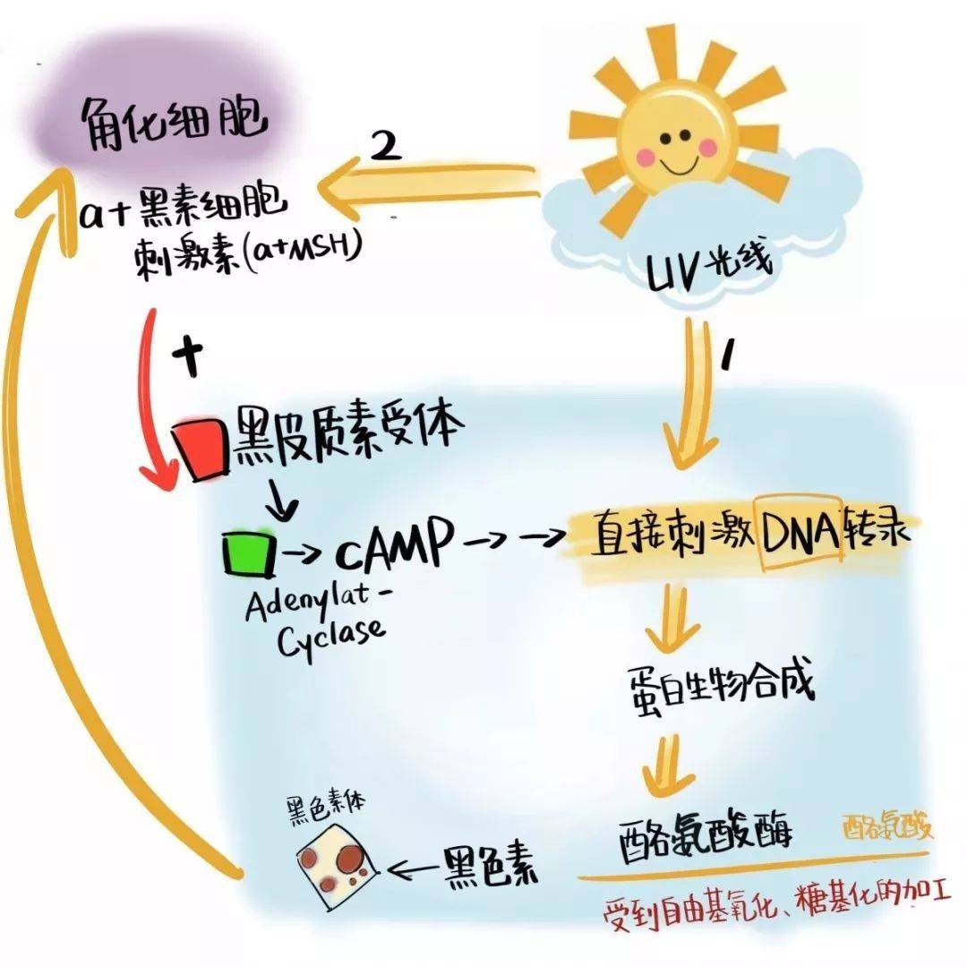 知识科普|不晒也会变黑？你知道黑色素是怎么让你变丑的吗？