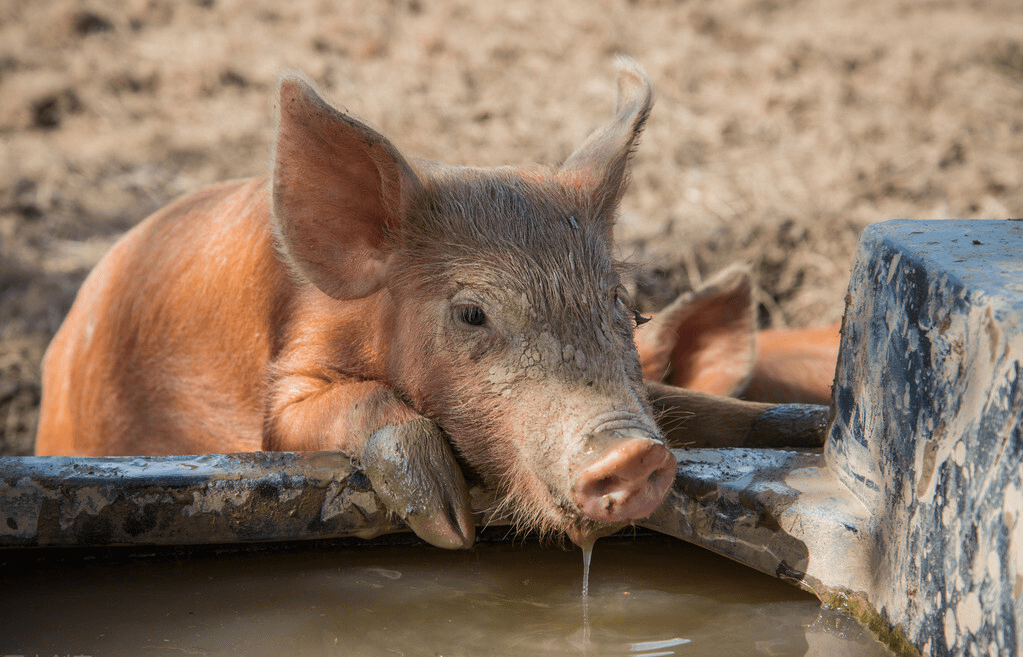 猪喝水的照片图片