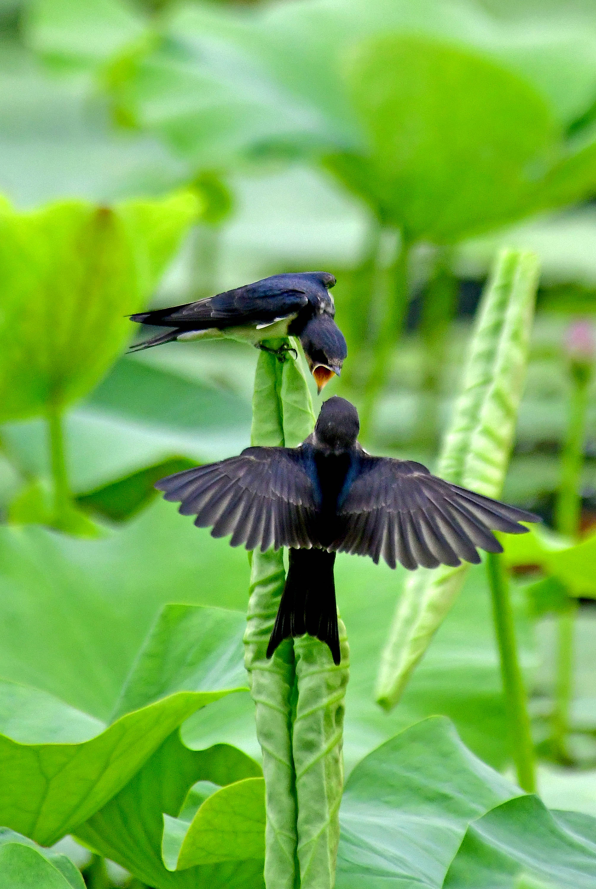 鸟类家族中的"游牧民族"(七)——燕子母子在荷塘