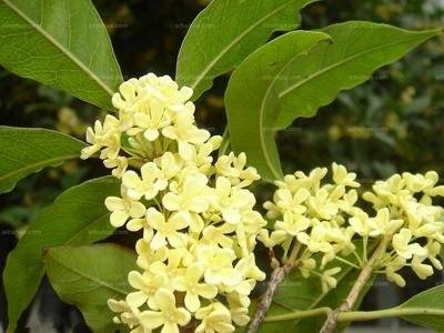 茉莉|女性喝这些茶可以美容养颜噢，你知道吗？