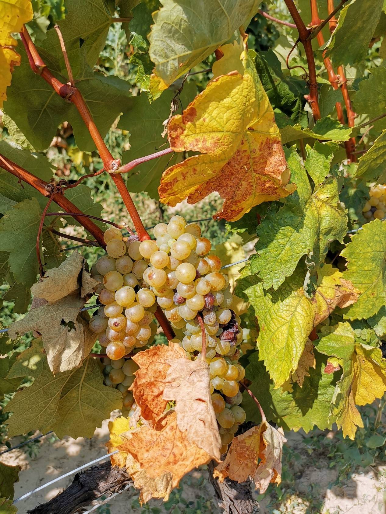 葡萄|口味偏甜的葡萄酒叫什么?