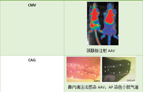 尼龙|知识分享：AAV在肺部的应用