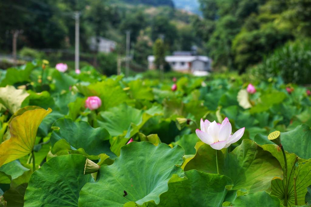 竹溪|来一场说走就走的旅行 夏日宝藏旅行地湖北竹溪