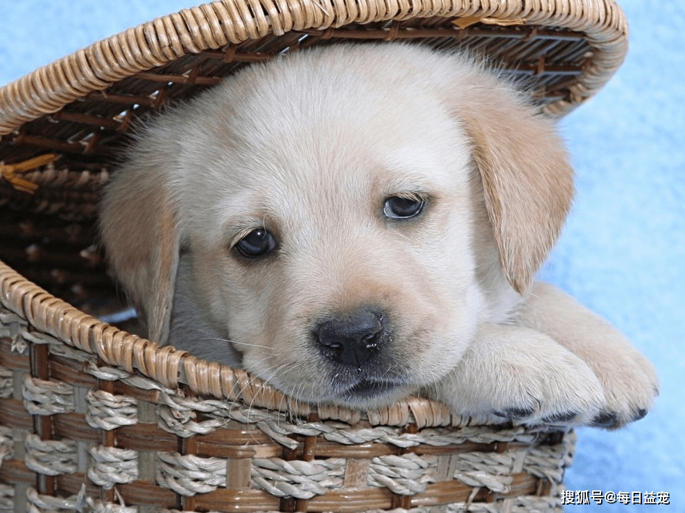 獎勵|對拉布拉多來說最重要的6樣東西，主人給夠了嗎？