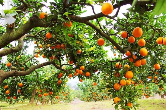 宾口市丁腐区方家挖村生态农庄 果园