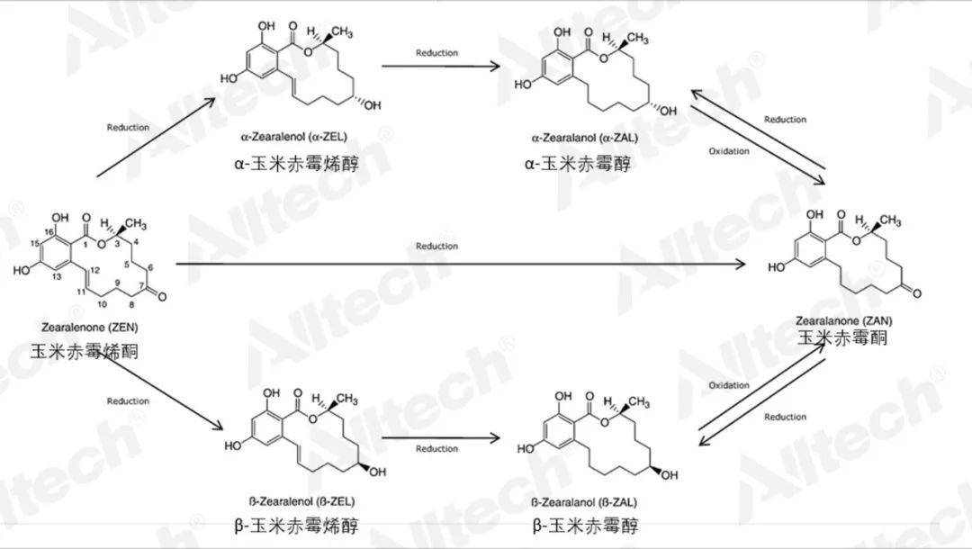 同樣的玉米赤黴烯酮不一樣的畜種危害