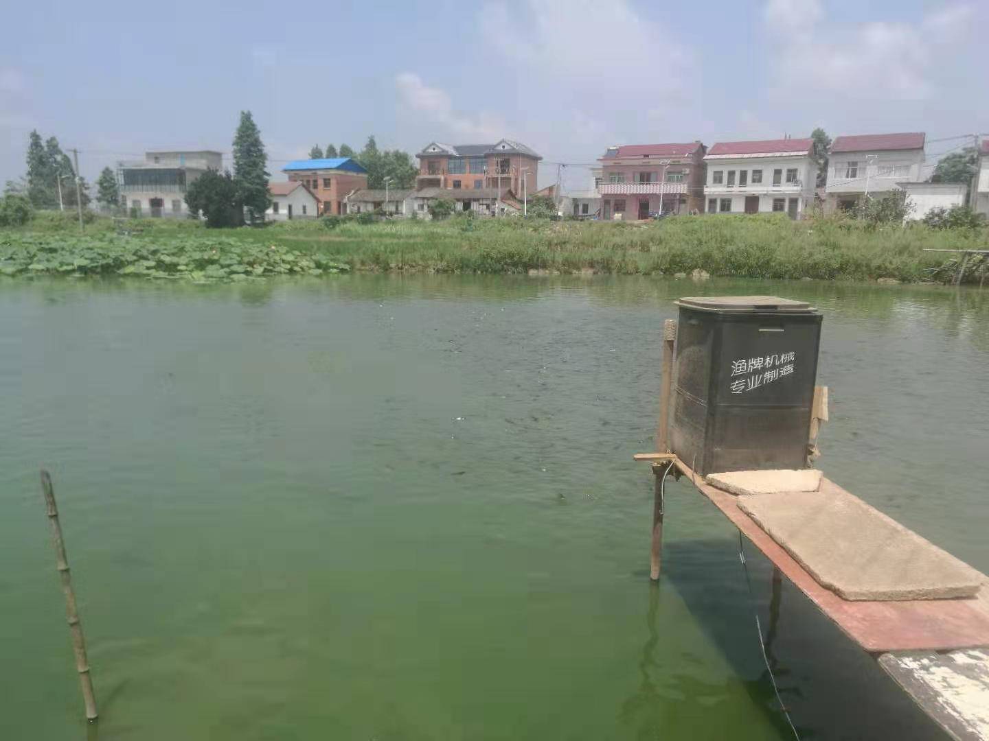 第一次看到自动投饵机喂鱼 草鱼