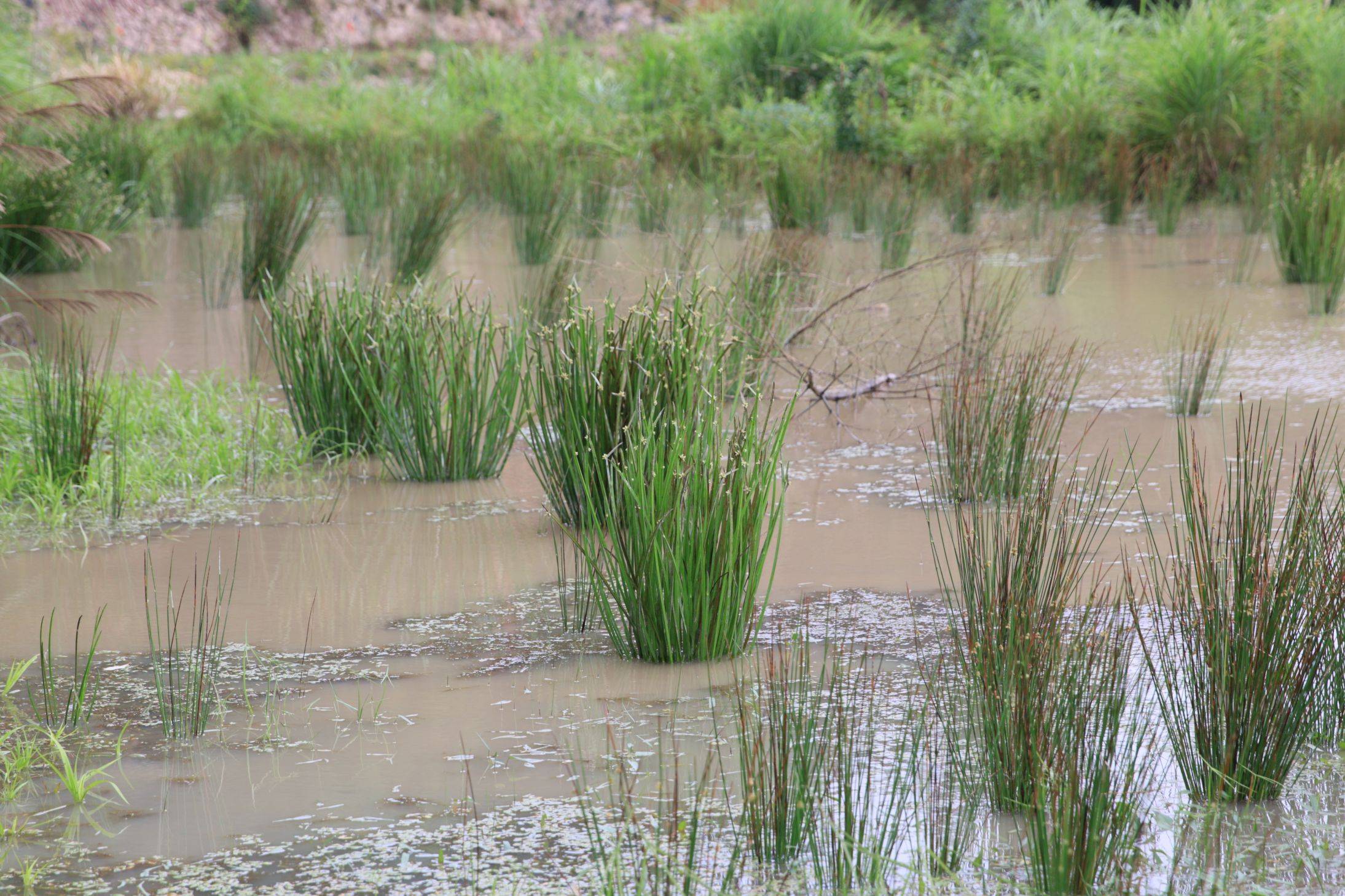 庆元植物1424莎草科藨草属现水葱属水毛花