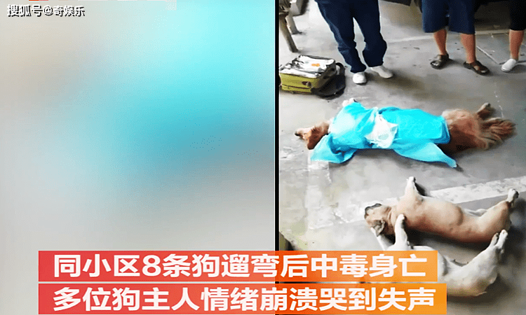 贵州某小区10只宠物犬接踵死灭疑似有人投剧毒鸭