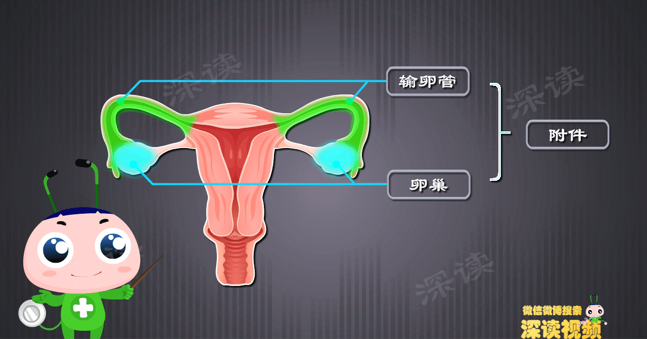 女性子宫及附件平面图图片