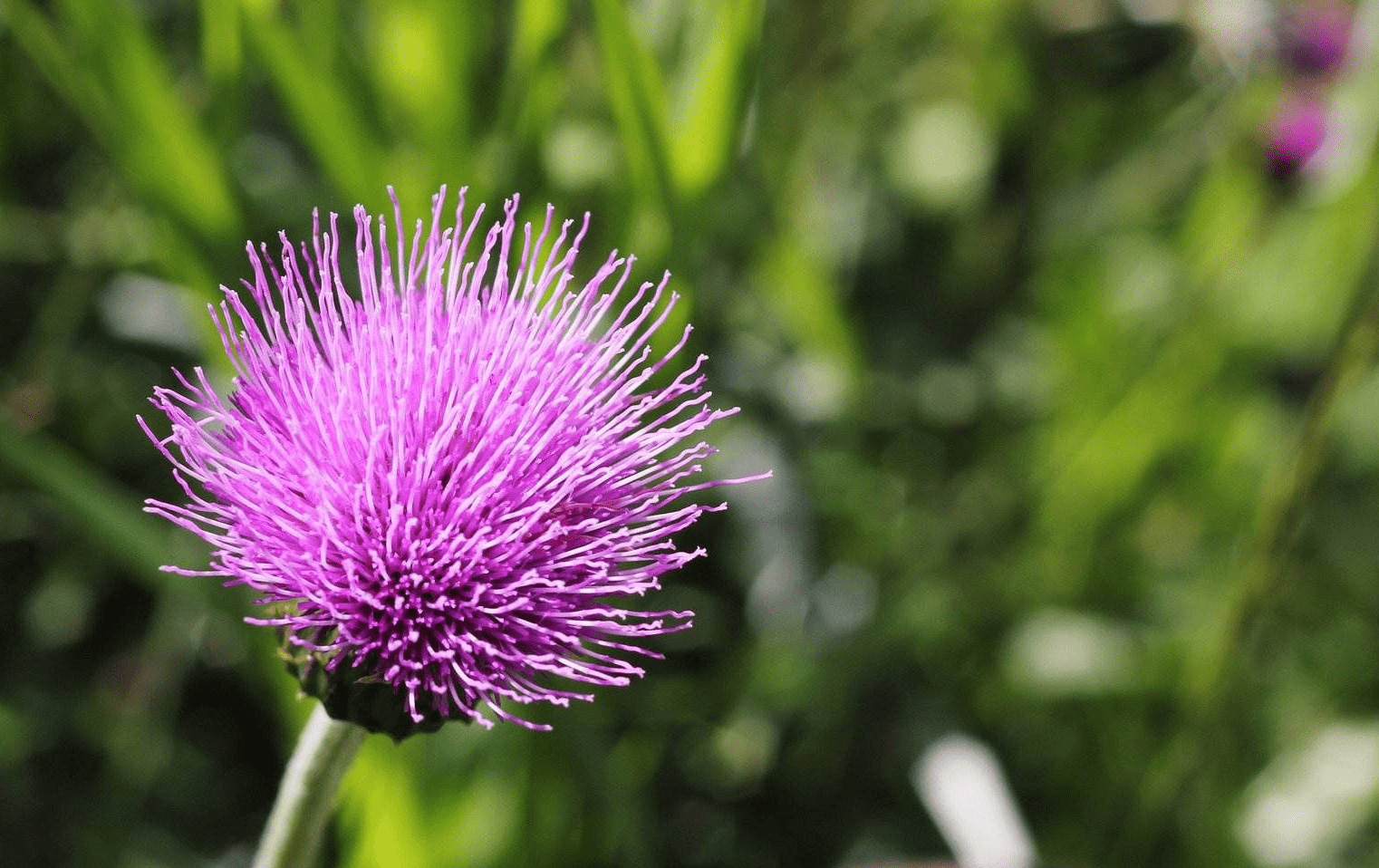 水飞蓟素你知道吗它的护肝作用需了解一下