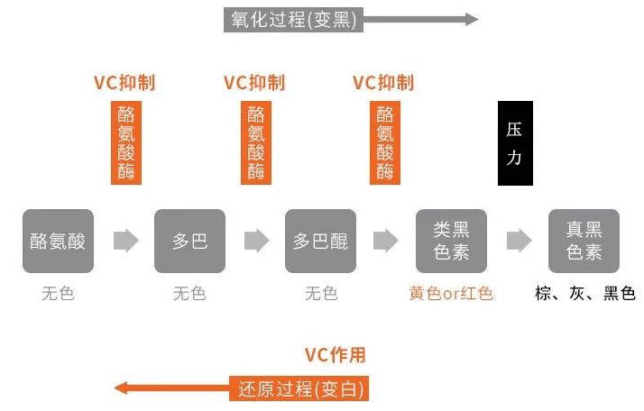 小美|美康小课堂 | 早C晚A，到底是个什么黄金cp？