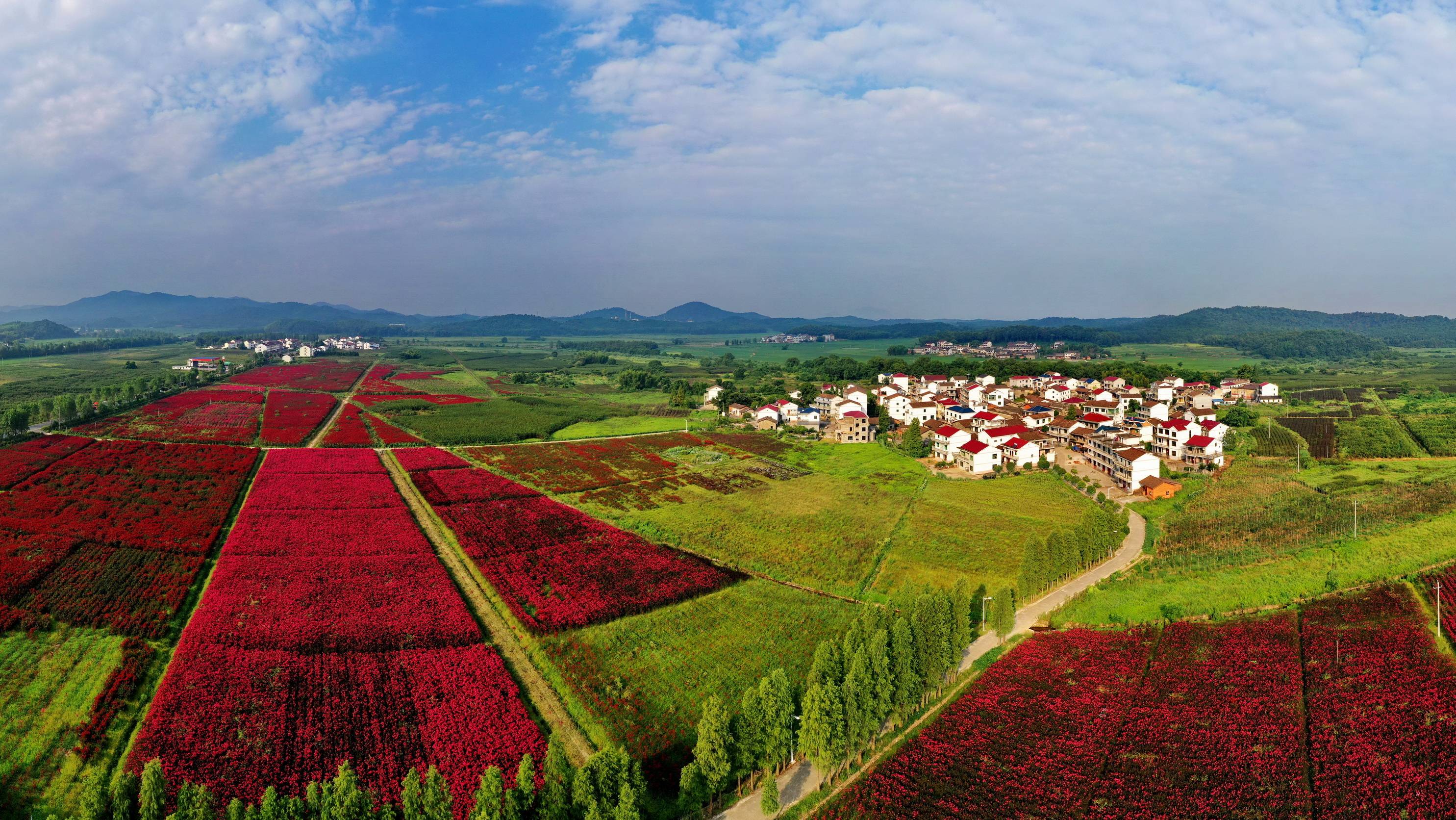 江西金溪 锦绣田园 画里乡村