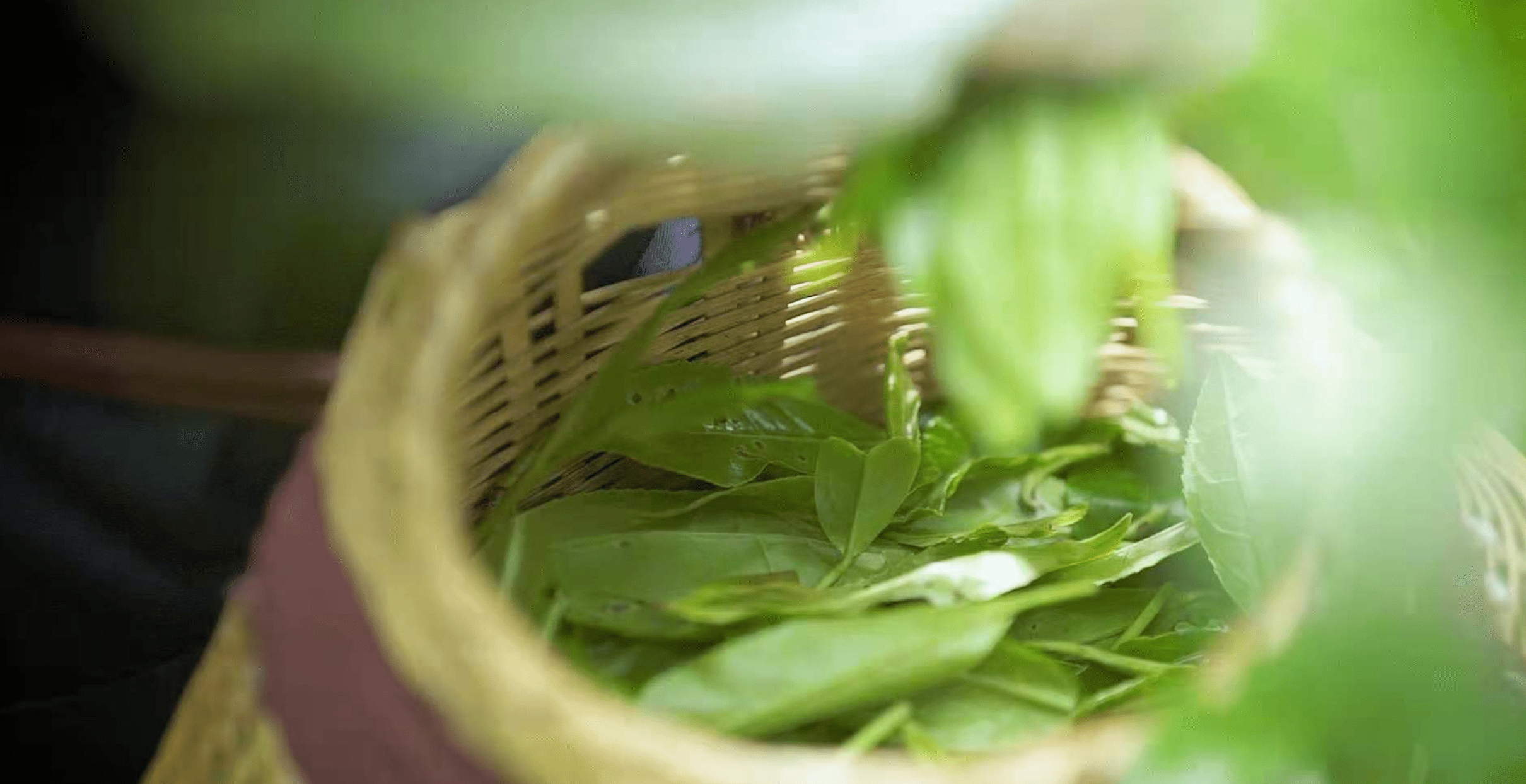 一婉红源自安徽马坑祁红发源地原生态无污染野生古树红茶