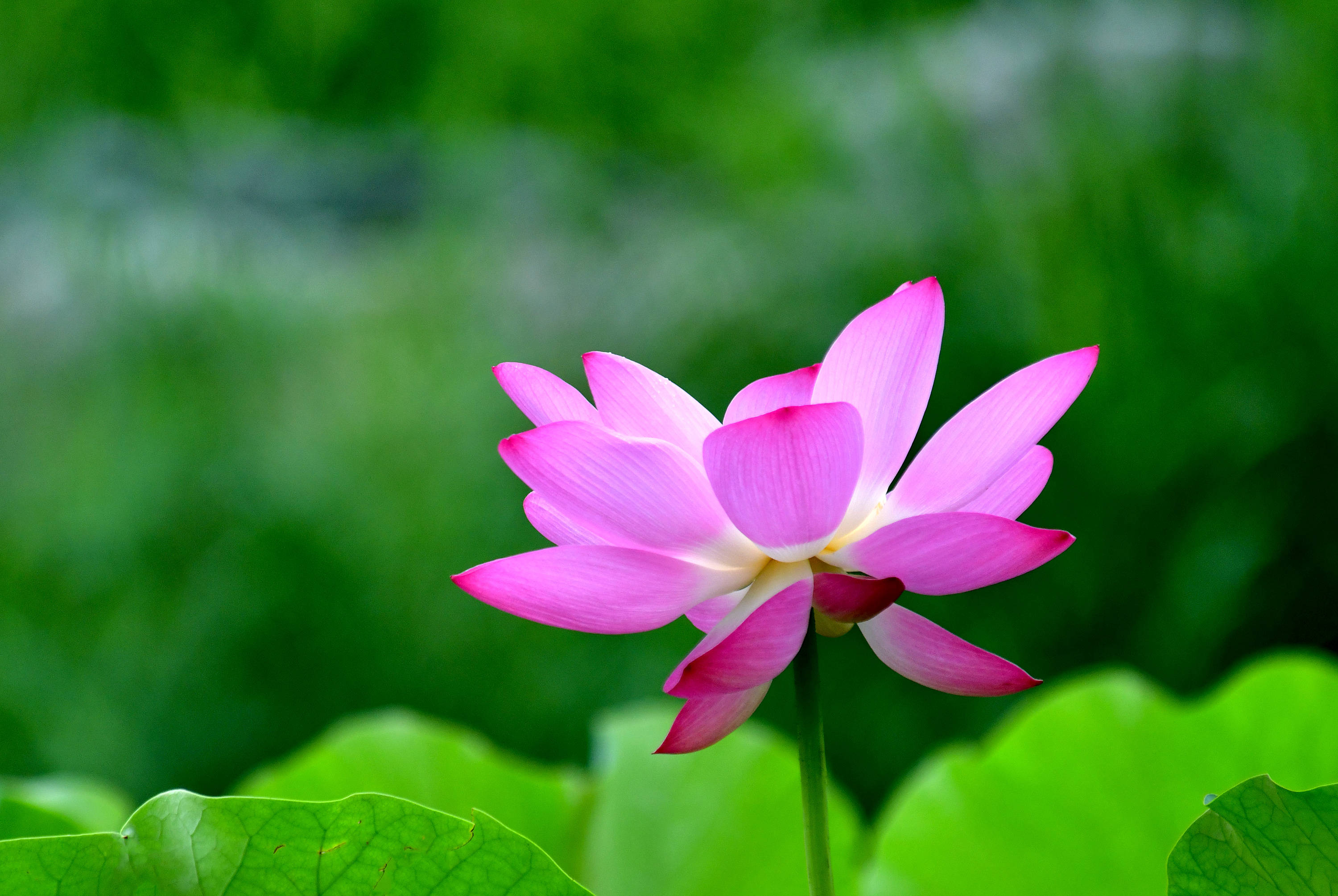 圆明园里观荷花六曲院风荷荷塘