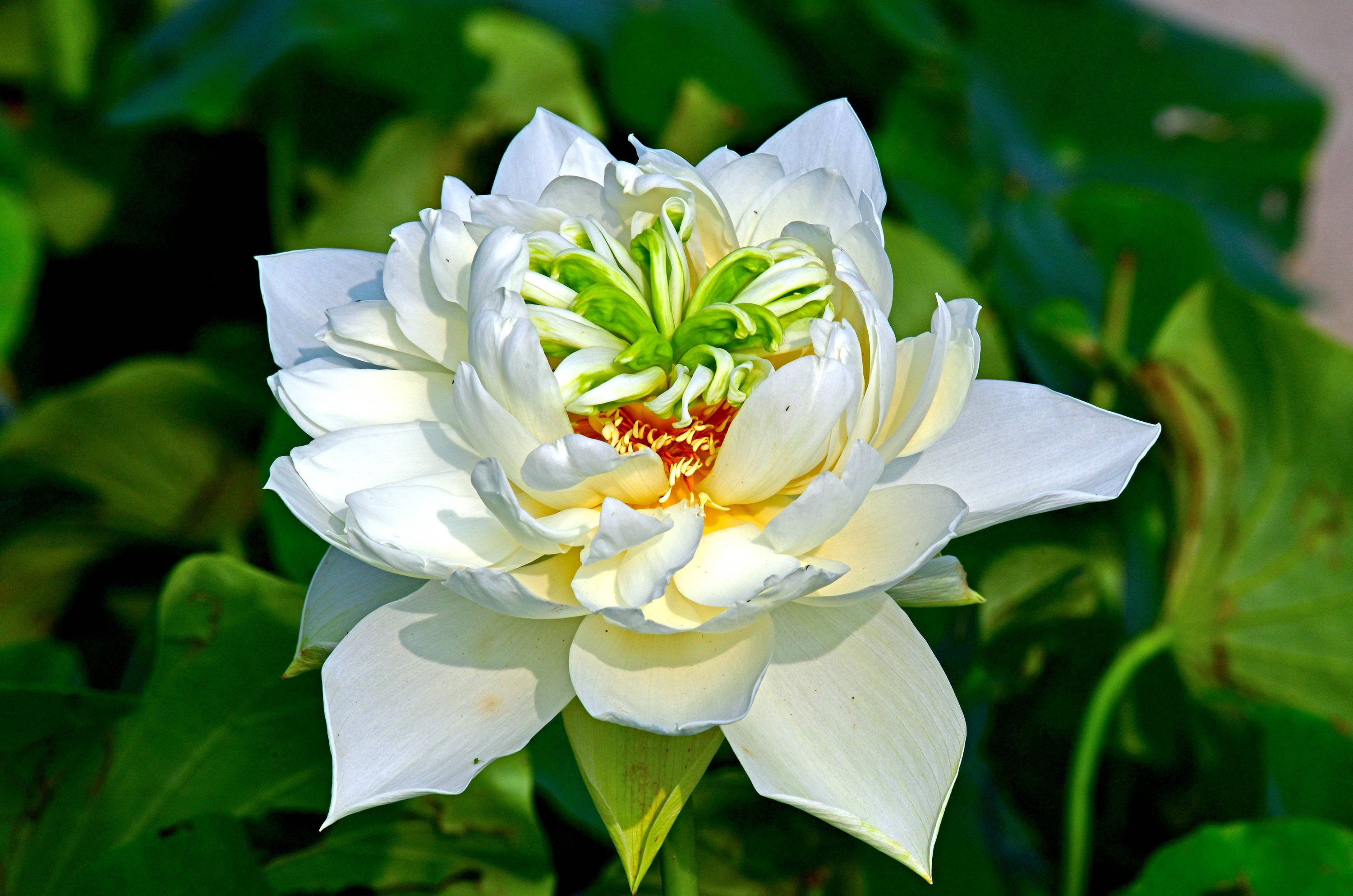 圆明园里观荷花七荷花品鉴上