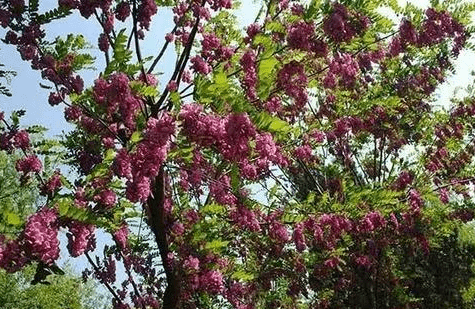 8月14日 8月17日 准备迎接大运的生肖 财运爆棚 钱多的花不完 财源广进 财富