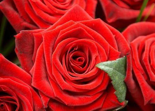 8月3日起 桃花转运 喜事最多 4大星座将苦尽甘来 爱情甜蜜 变化