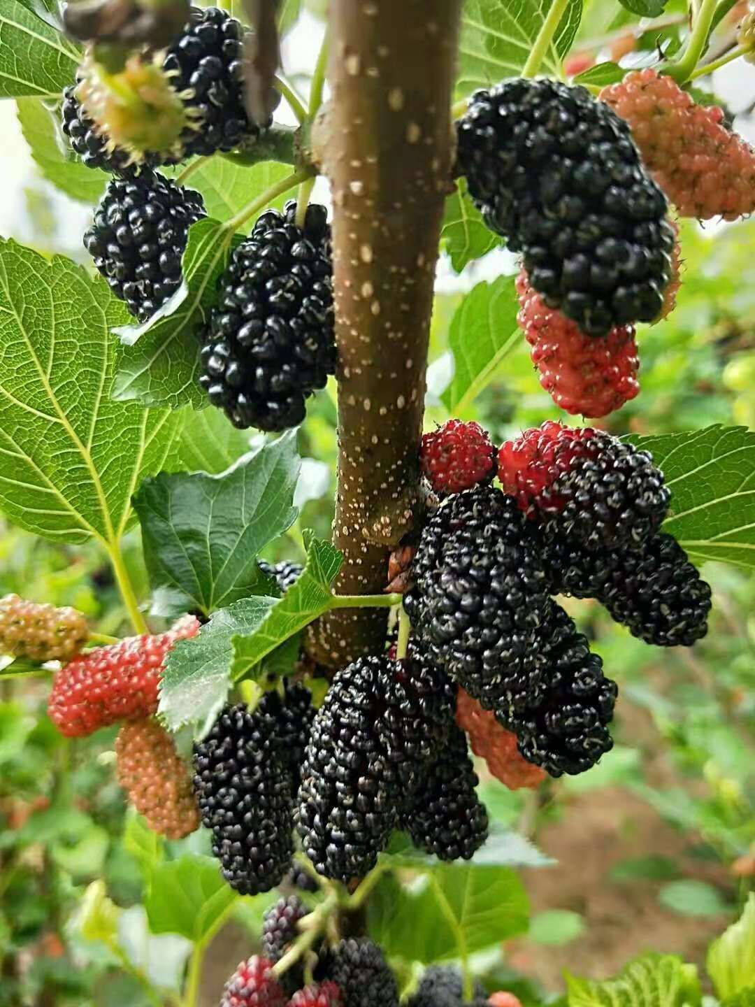 f51f2e09297e4c3b857a7d77d4bba327.jpeg