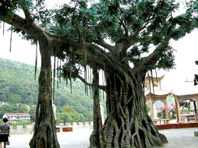 仿真榕树制作新高度,高端的仿真榕树制作技巧谈