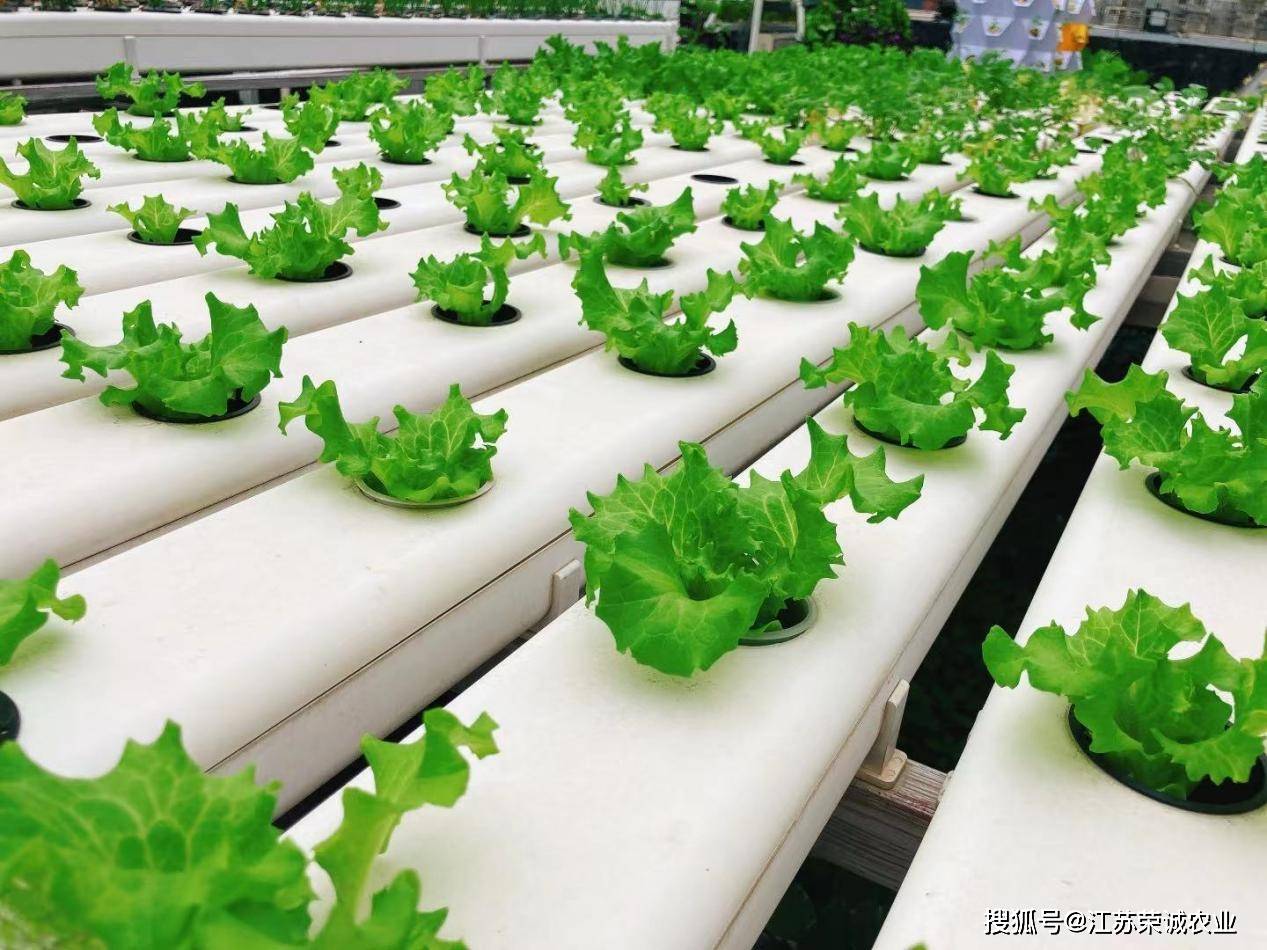 江苏荣诚农业 水培设备 水培蔬菜管道式无土种菜的装置是由种植管道