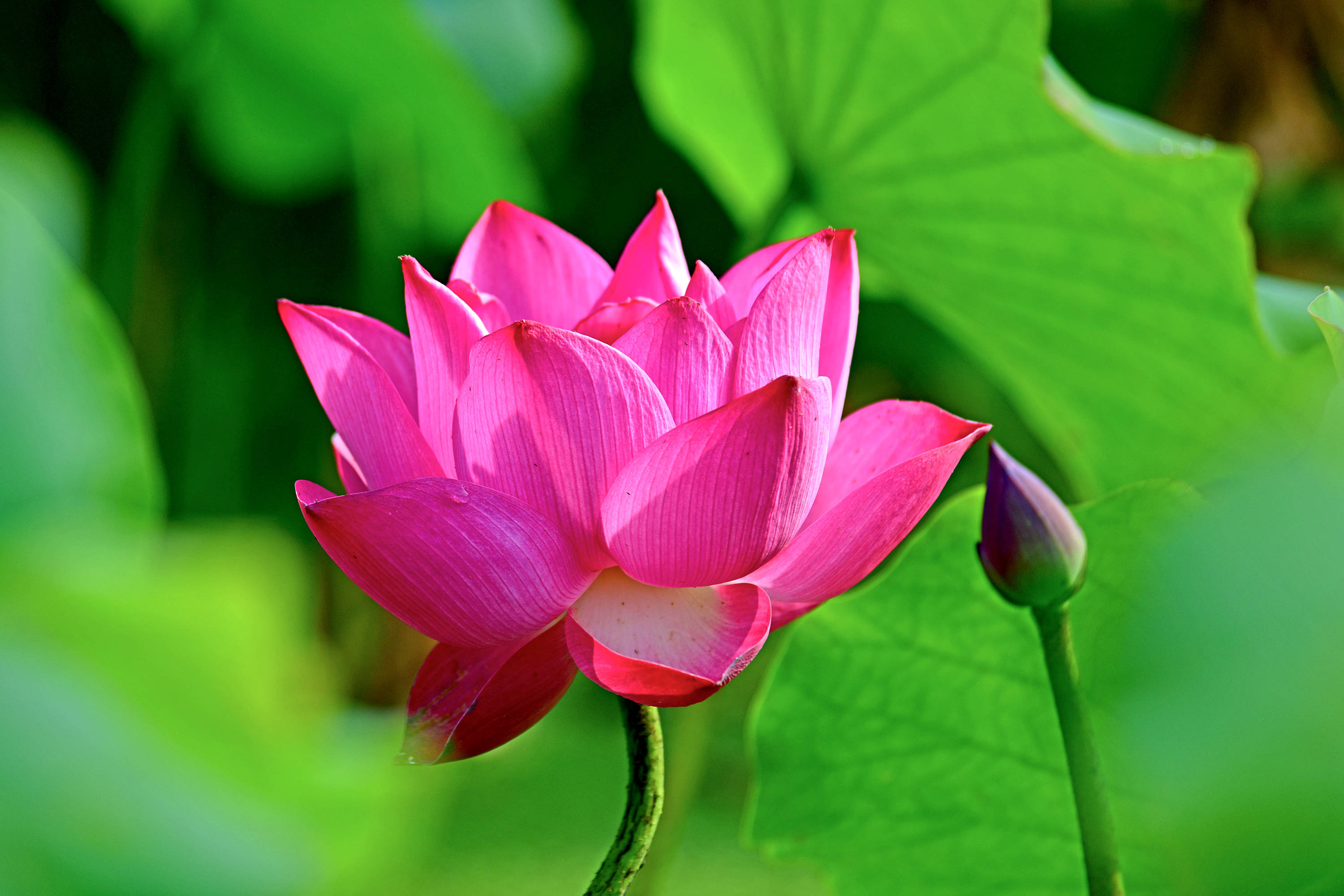 圆明园里观荷花十荷花品鉴续